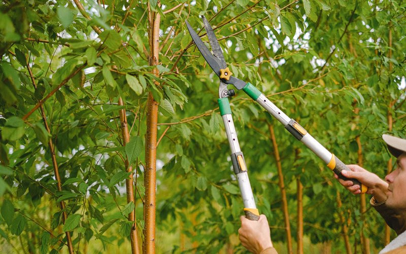 Tree trimming in Koyukuk, AK